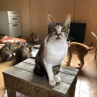 さすけねこ。が投稿した里親募集 :: ペットのおうち【里親決定29