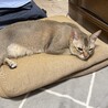 昼寝中
