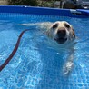 我が家のプールで泳ぐハニーちゃん