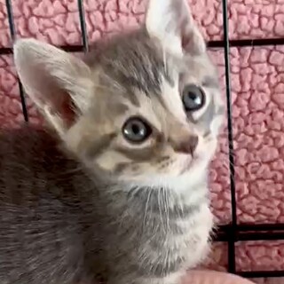 人懐こくて甘え子グレイとベージュの縞模様レジ君