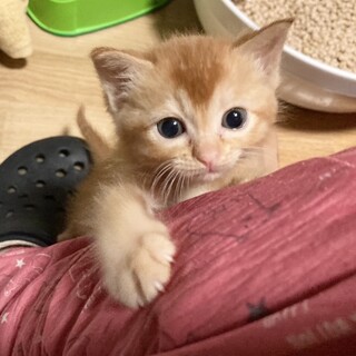 珍レア茶トラ？美人女子1ヶ月甘えん坊