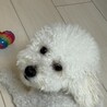 トイプーパパ