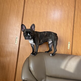 フレンチブルドッグ２歳去勢済み