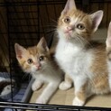 子猫　白　茶トラ二匹