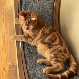 ゆっくり過ごしたい甘えん坊むぎくん