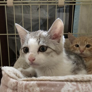 子猫の兄弟　金と銀