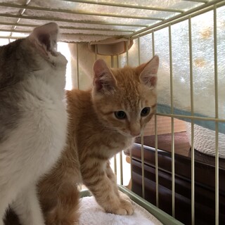 子猫の兄弟　金と銀