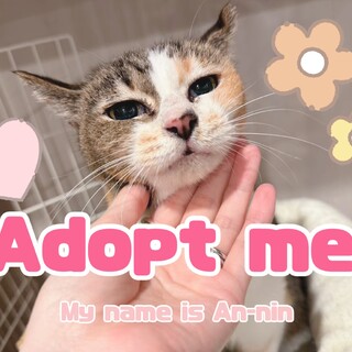 都会を生きてきたおしとやか美人さん★杏仁★