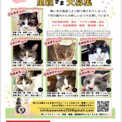 「本日開催「ねこうらら保護猫譲渡会」に参加します」サムネイル2