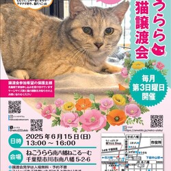 「本日開催「ねこうらら保護猫譲渡会」に参加します」サムネイル3