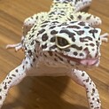 【決定しました】レオパ（ヒョウモントカゲモドキ）