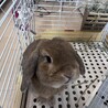 ロップイヤー里親募集 サムネイル2