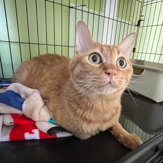 本当はすごーく甘えたい「松平健」