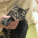一緒に寝てくれるキジ猫ちゃんです