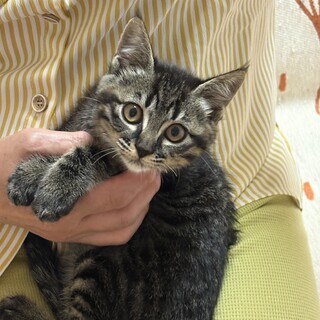 一緒に寝てくれるキジ猫ちゃんです