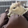 生後10ヶ月のデグー（♂）です！