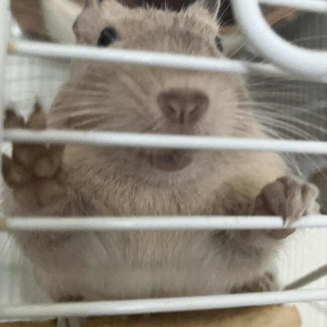 こつですのカバー写真