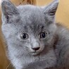 ロシアブルー系グレーの甘えっ子リオ姫 サムネイル3