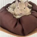 デグー里親探してます！