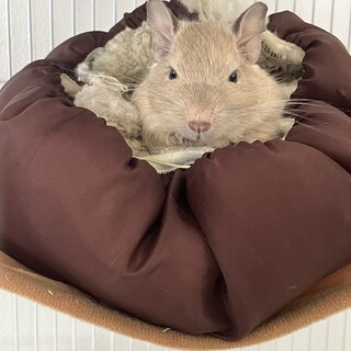 デグー里親探してます！