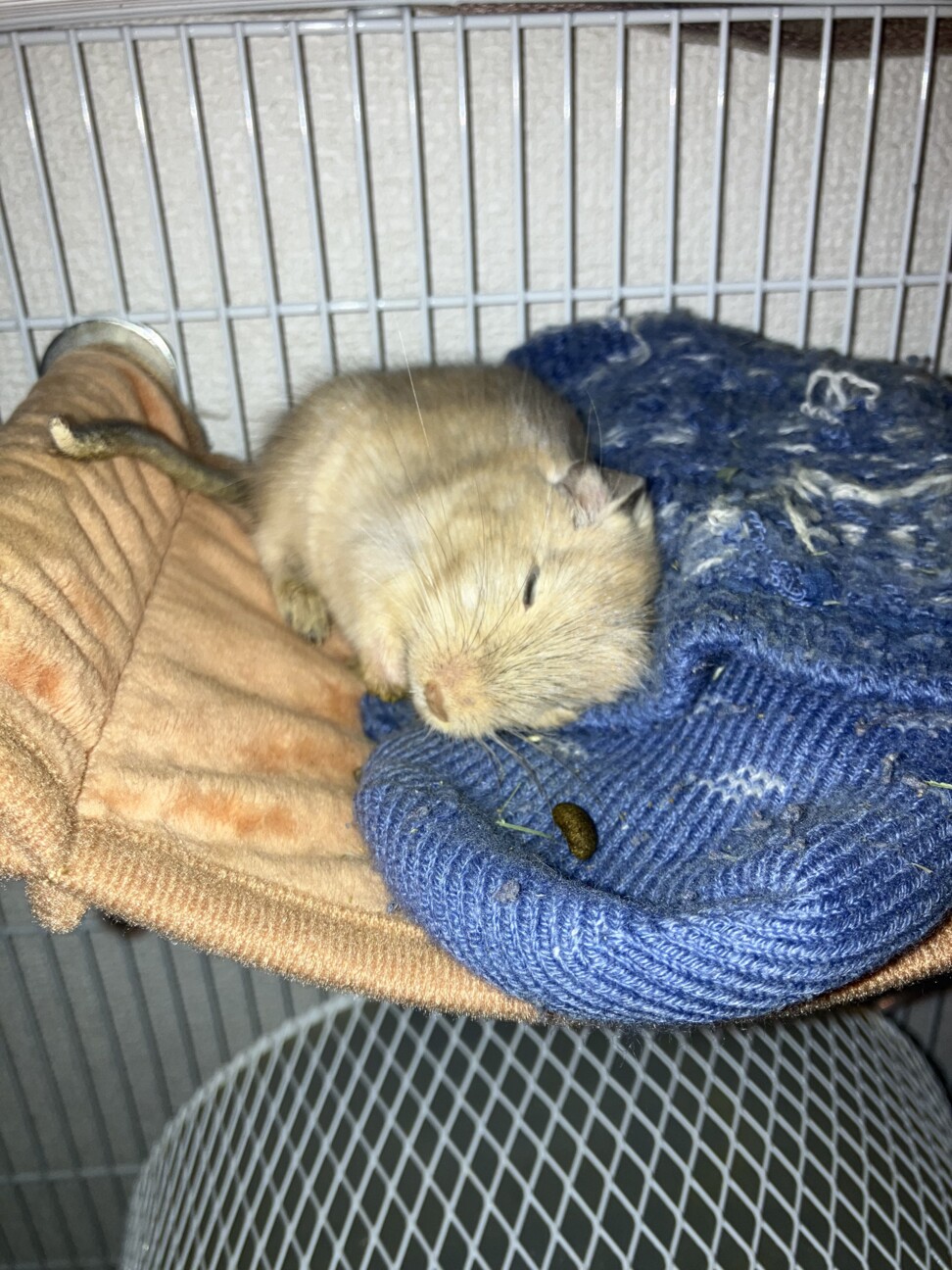 デグー里親探してます！ サムネイル2