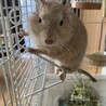 デグー里親探してます！ サムネイル4