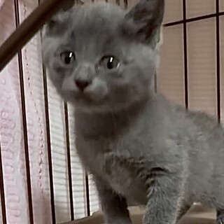 ロシアブルー系グレーの甘えっ子リオ姫