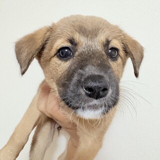 1.5ヶ月まだまだおっとりなふたばちゃん