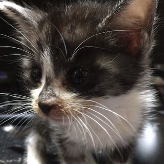 子猫の里親になっていただける方を募集