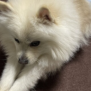 ポメラニアン可愛がってくれる方募集