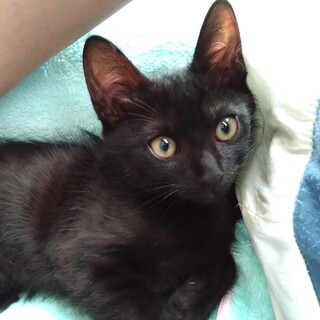 エンジンルームから保護された黒猫ちゃん