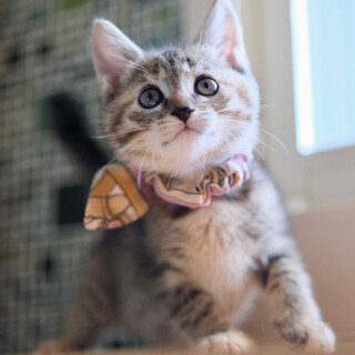 芒♡家族ができました