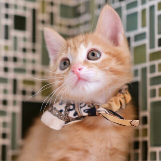 ほおずき♡家族ができました