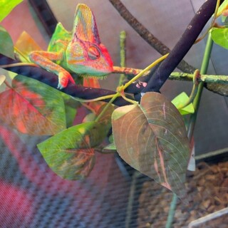 エボシカメレオン