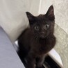 黒猫　3ヶ月　男の子　まおまお君 サムネイル2