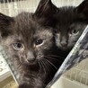 黒猫　3ヶ月　男の子　まおまお君 サムネイル3