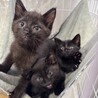 黒猫　3ヶ月　男の子　まおまお君 サムネイル4