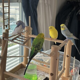 セキセイインコ 1歳未満」神奈川県 - 鳥の里親募集(517630