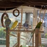 セキセイインコ　1歳未満　４羽　オスオスメスメス サムネイル2