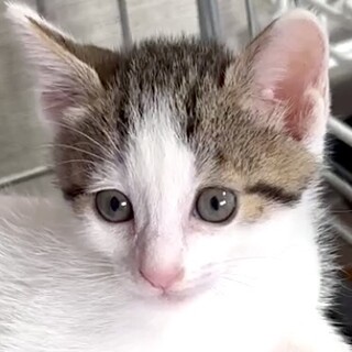 人懐こくて甘えん坊の白キジ美少年レド君