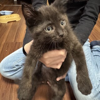 黒猫　3ヶ月　男の子　まおまお君