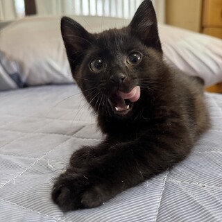黒猫　3ヶ月 男の子 にゃんにゃん君
