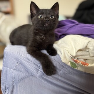 黒猫　3ヶ月 女の子  シャオマオちゃん