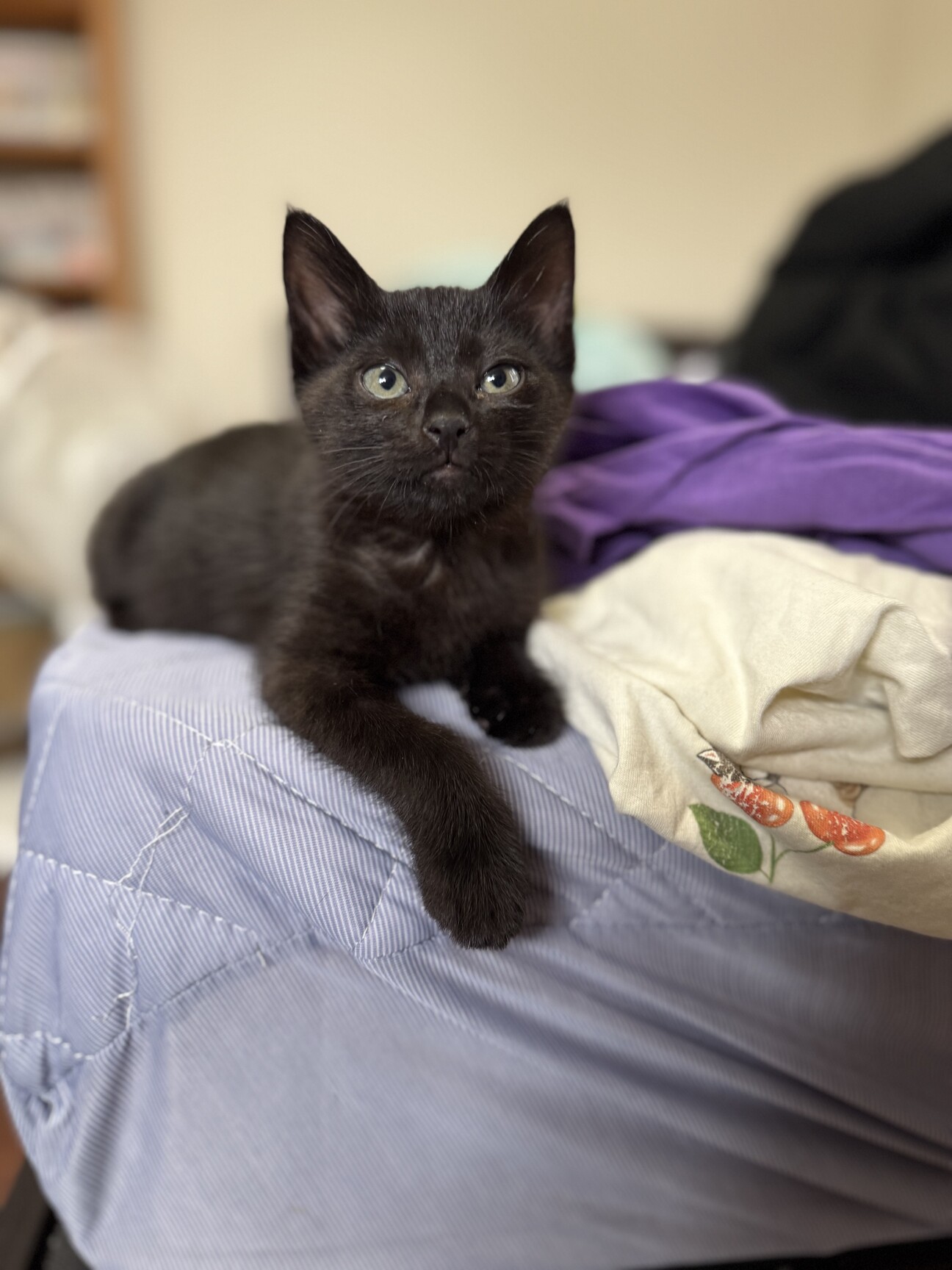 黒猫3 51EGnIvFHlL._AC_SY200_QL15_.jpg