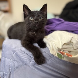 黒猫　3ヶ月 女の子  シャオマオちゃん