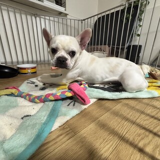 フレンチブルドッグ　女の子
