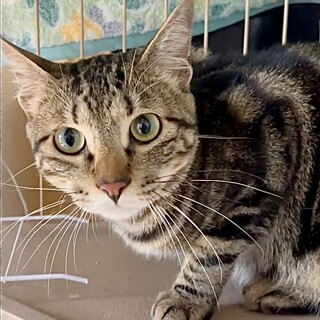 濃茶系アメショ柄人が大好き甘えん坊あめ君