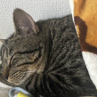 キジトラ一歳　人懐っこいわんぱくな男の子です！