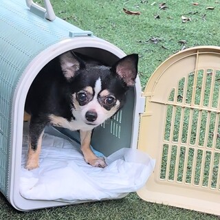 少しずつ心開いてきたチワワさん♡