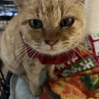 珍しい茶トラ女子！甘えんぼな1歳の子です！